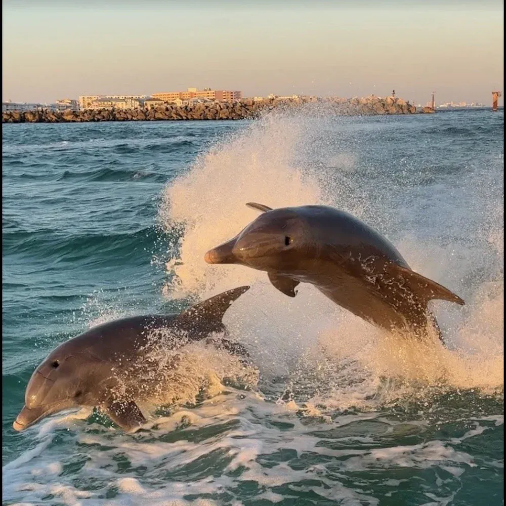 Dolphins leaping near Destin Harbor